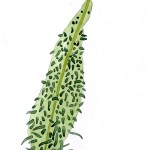 feuille